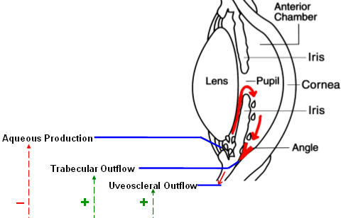 http://www.agingeye.net/glaucoma/glaucomamech.jpg
